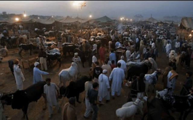 Lahore Cattle markets, City42