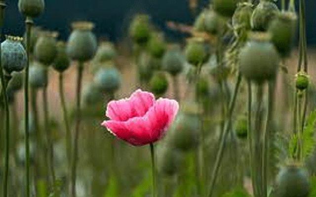 Asia's largest opium factory will be restarted in Lahore, City42 
