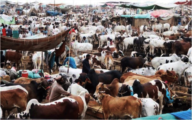 Cattle Market in Lahore facing recession, City42