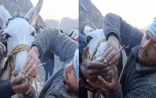 Kedarnath Yatra cruelty with horses, City42