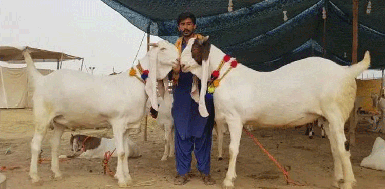 Cؑattle Markets on Eid Day, city42