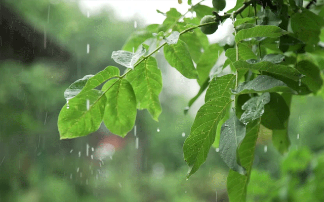 Rains expected, City42
