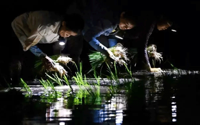 Vietnamese farmers planting in the dark as heatwave looms, City42