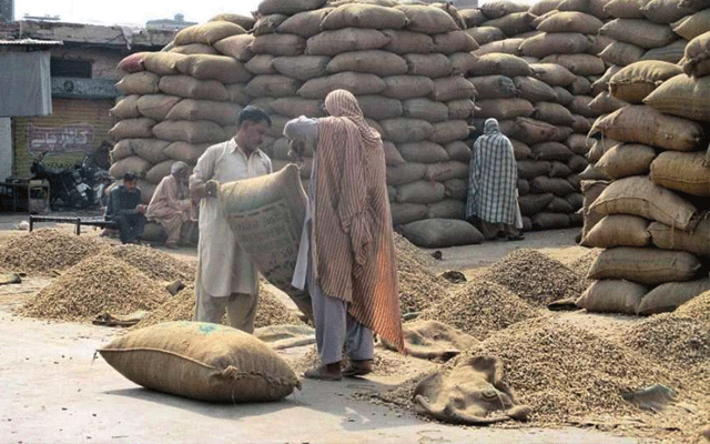 Wheat Prices increased in Grain Market, City42