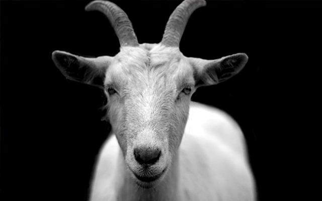 Islamabad Police hands over the stray goat to the owner, City42