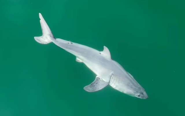 Great White Shark, City42 