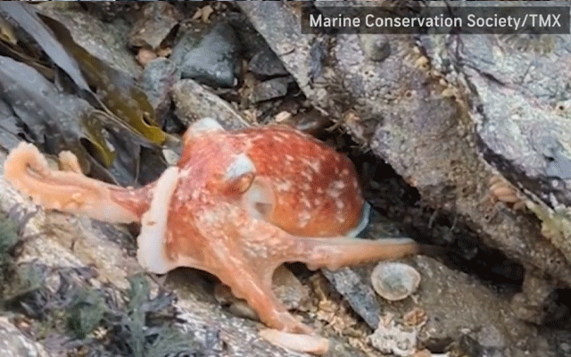 Marine Conservation Society, City42, Seasearch Program, Octopus, Colour Changing curled Octopus, Vales , 