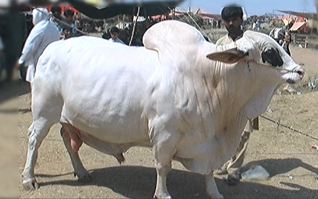 Jaggu Baggu, Kabha Kachha Cattle Market, City42, Eid in Lahore, City42 