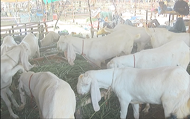 Sagyan Animal Market, City42, Barki Animal Market, Eid al Adha, Qurbani, Sacrificial animal, Animal\'s sacrifice, Lahore Eid 
