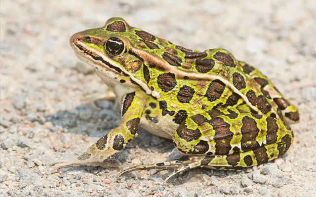 Killing a frog , Israel Defence Army, solder punished for killing a frog, Animal Rights, Human dignity, city42 