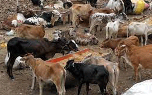 شہر کے پوش علاقوں میں مویشی رکھنے پر پابندی عائد