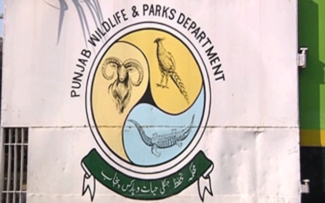 پنجاب وائلڈ لائف کی بڑی کارروائی،حنوط شدہ جانوروں کی بڑی تعداد برآمد