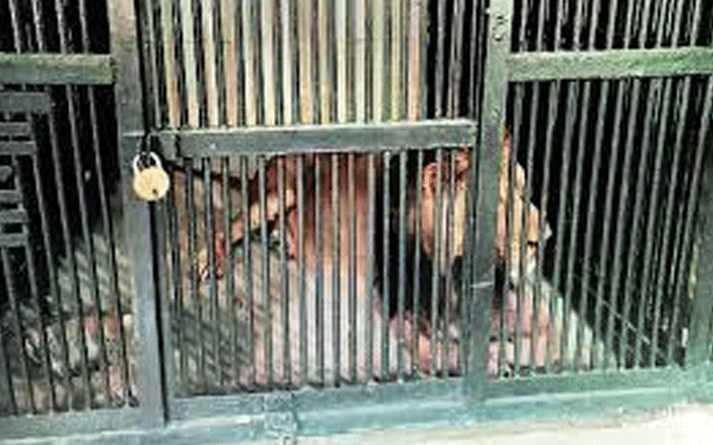 جلو پارک: شیر کا  پنجرہ جان بوجھ کر کھولنے پر ملازم گرفتار
