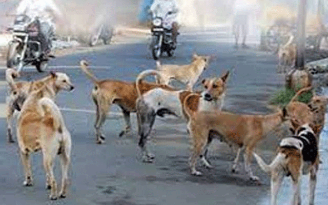 نارووال:  آوارہ کتوں کی بھرمار، بچوں کی جان خطرے میں پڑ گئی