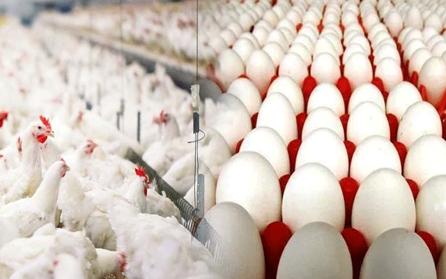 برائلر مرغی کے گوشت کی قیمت بلند ترین سطح پر برقرار