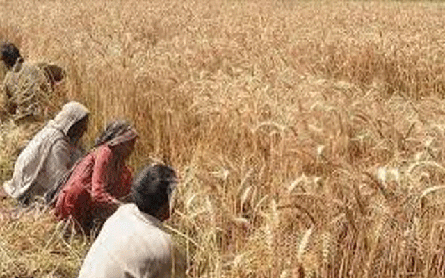 محکمہ لائیو سٹاک نے لمپی سکن ڈیزیز سے کسانوں کو الرٹ کر دیا