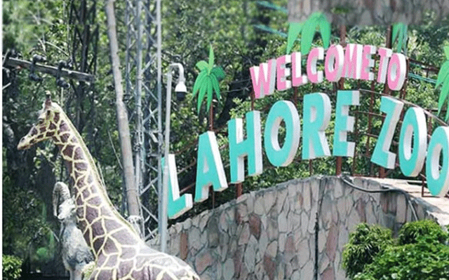 لاہور چڑیا گھر میں سیاحوں کا رش، بندر اور شیر توجہ کا مرکز