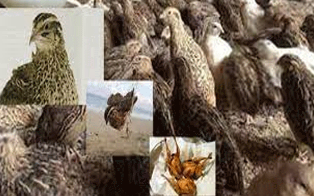 غیر قانونی شکار اور کاروبار میں ملوث 11 ملزمان کا چالان عدالت میں پیش
