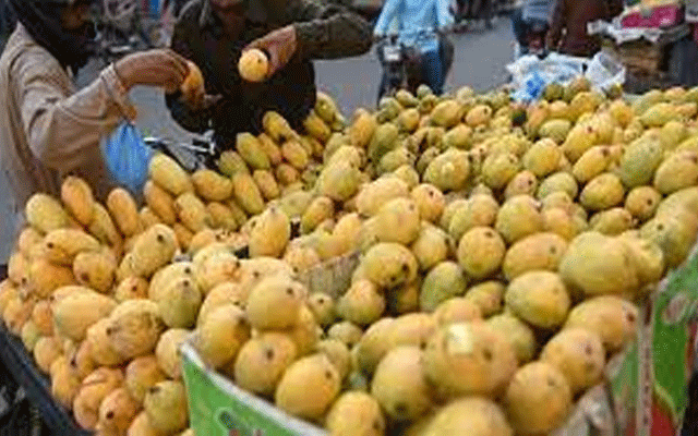  آم کے باغات پر بیماریوں کا حملہ، پیداوار میں کمی کا خدشہ
