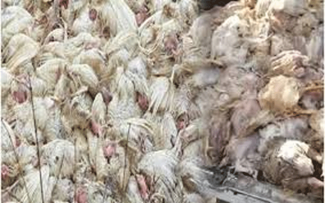 ٹولنٹن مارکیٹ میں آپریشن ،5ہزار850کلومضرصحت گوشت تلف 