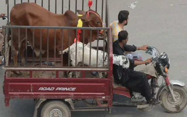 عید قربان سے قبل کیٹل مینجمنٹ کمپنی کا گاڑیاں رینٹ پر لینے پر غور