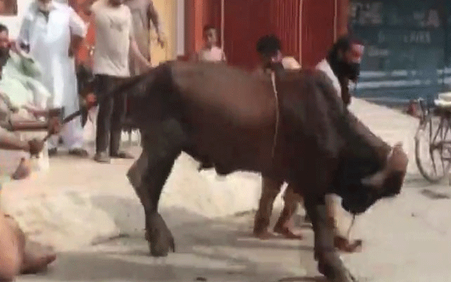 ہری پور: قربانی کا بیل بے قابو ، اناڑی قصائی رافیل طیاروں کیطرح گِرتے نظر آئے