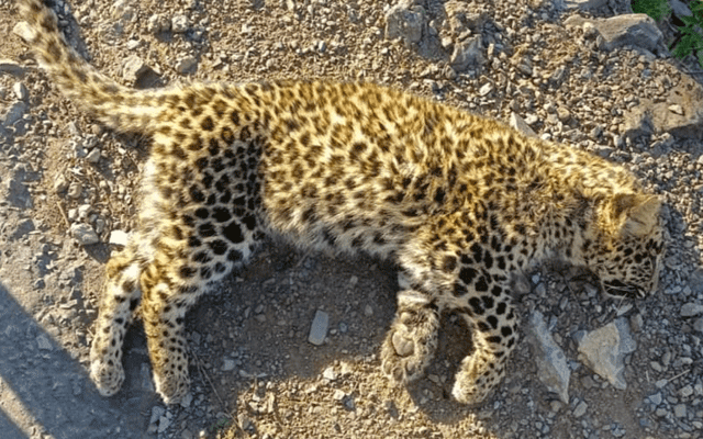 وادی جہلم: خونخوار تیندوا فائرنگ سے ہلاک، کمسن بچی  ہلاک، لڑکا زخمی