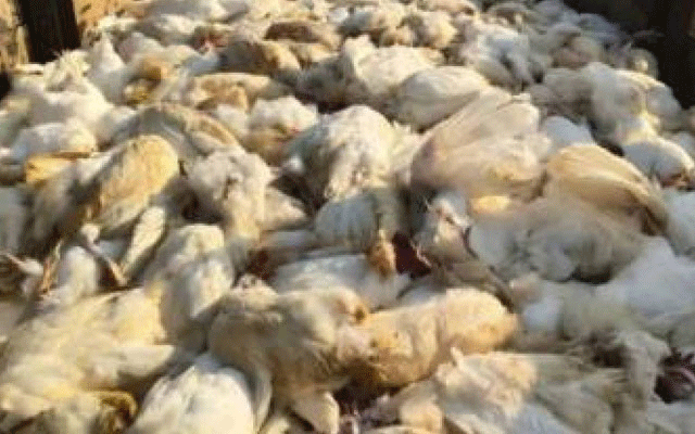 مردہ مرغیوں کی خرید و فروخت میں ملوث 2 ملزمان گرفتار
