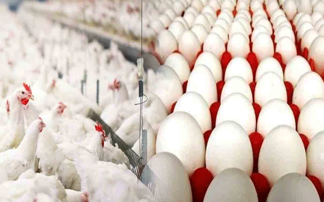 برائلر گوشت کی قیمت 500 روپے فی کلو سے تجاوز کرگئی