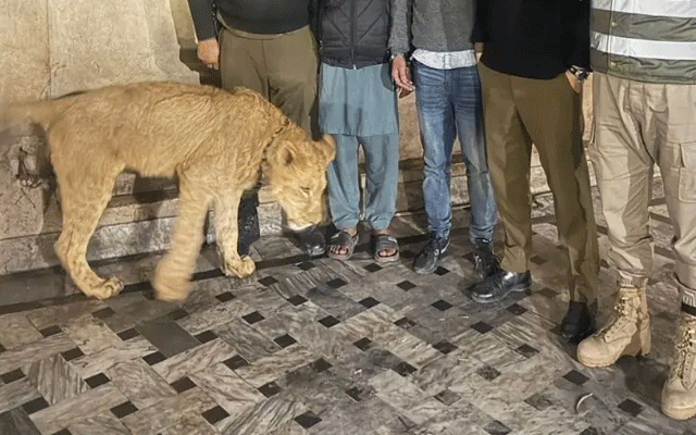  لاہور میں پالتو شیر کے حملے کا ایک اور دلخراش واقعہ، 8 سالہ بچے کا بازو ضائع
